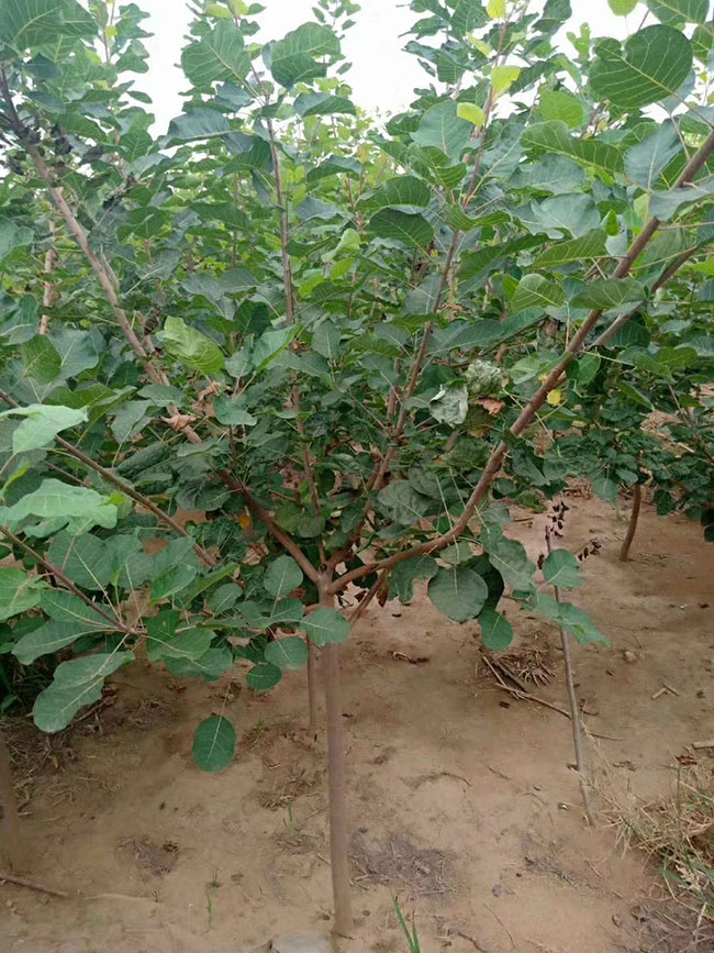 黃櫨價格多少錢一棵?黃櫨的種植技術 黃櫨價格多少錢一棵?黃櫨的種植技術