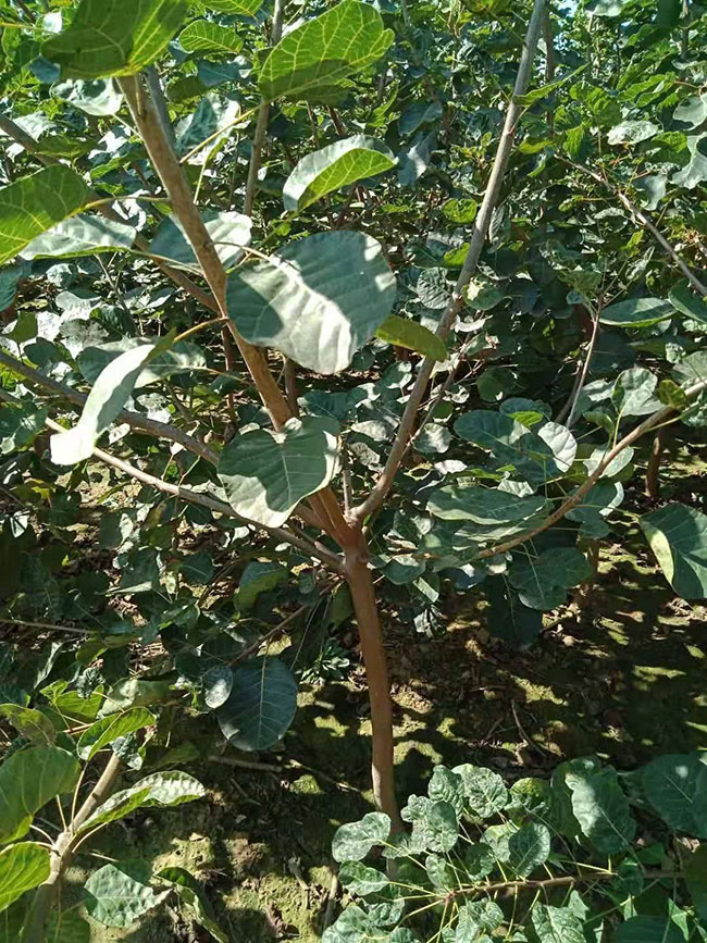 黃櫨價格多少錢一棵?黃櫨的種植技術 黃櫨價格多少錢一棵?黃櫨的種植技術