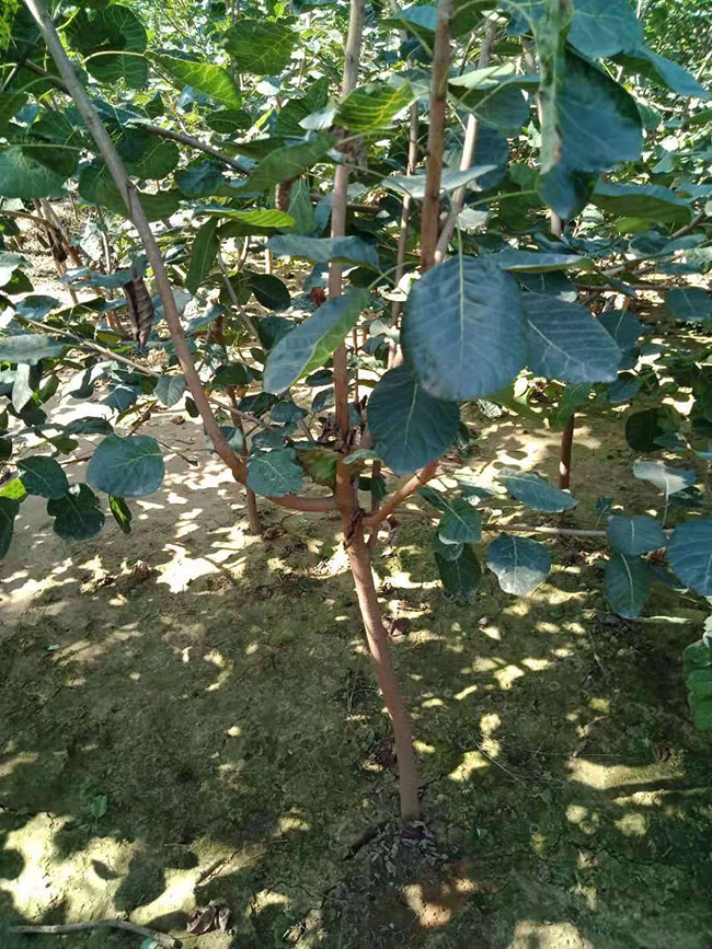 黃櫨價格多少錢一棵?黃櫨的種植技術 黃櫨價格多少錢一棵?黃櫨的種植技術