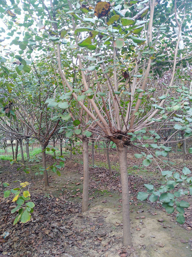 1572947680742102.jpg 黃櫨價格多少錢一棵?黃櫨的種植技術