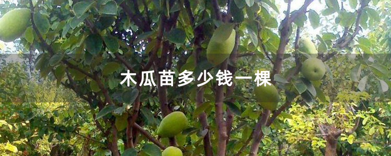 木瓜苗多少錢一棵 木瓜苗多少錢一棵
