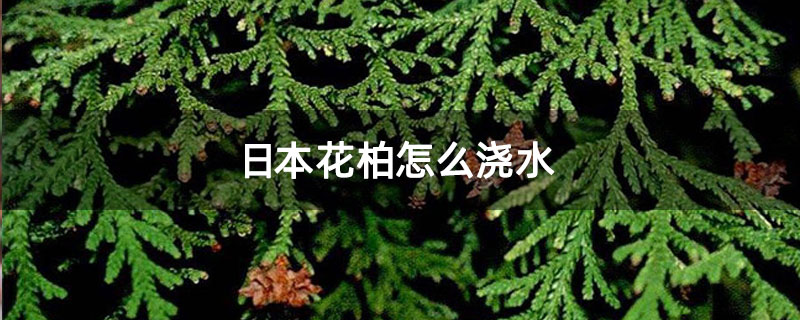 日本花柏怎么澆水 日本花柏怎么澆水