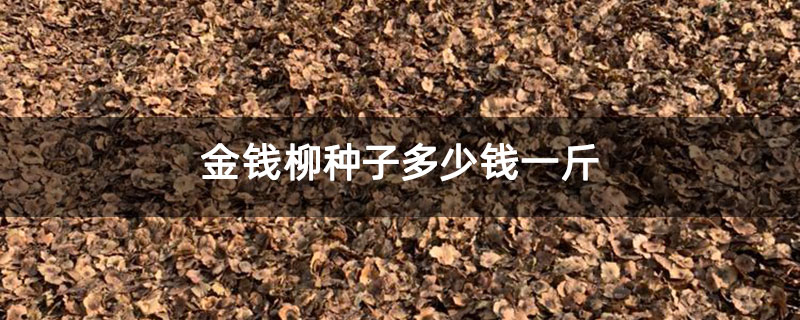 金錢柳種子多少錢一斤 金錢柳種子多少錢一斤