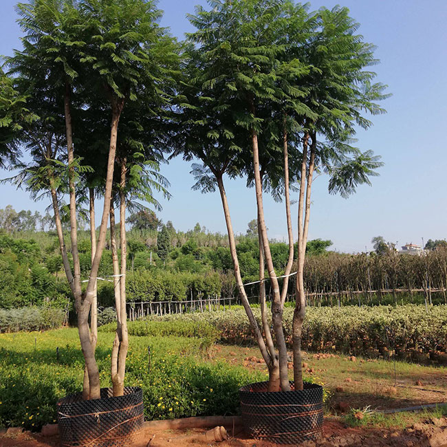 藍花楹多少錢一棵?2020年藍花楹價格最新行情預測 藍花楹多少錢一棵?2020年藍花楹價格最新行情預測