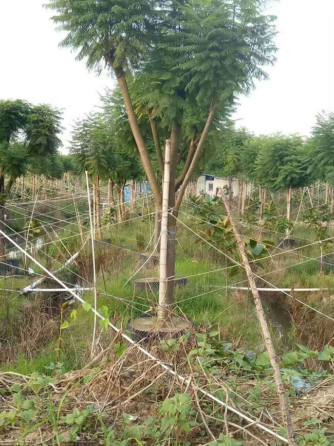 藍花楹多少錢一棵?2020年藍花楹價格最新行情預測 藍花楹多少錢一棵?2020年藍花楹價格最新行情預測