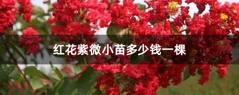 紅花紫微小苗多少錢一棵 紅花紫微小苗多少錢一棵