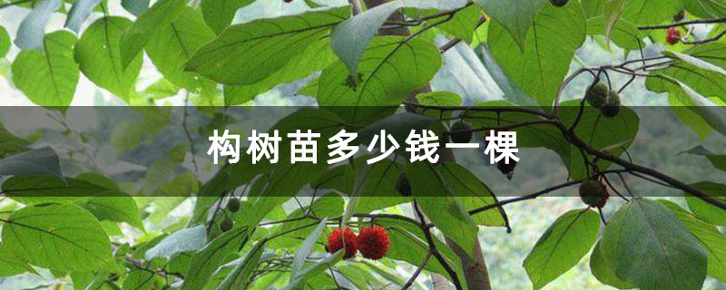 構樹苗多少錢一棵 構樹苗多少錢一棵