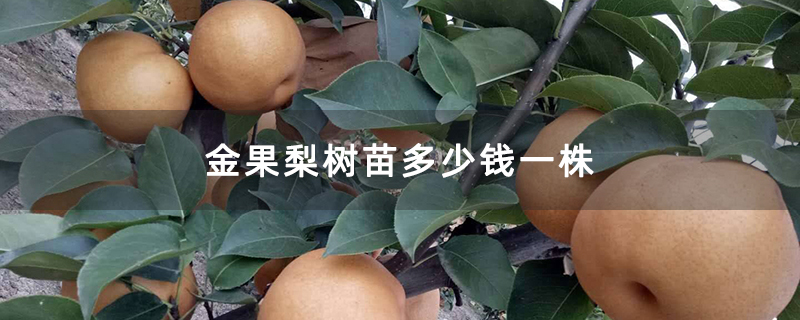 金果梨樹苗多少錢一株 金果梨樹苗多少錢一株
