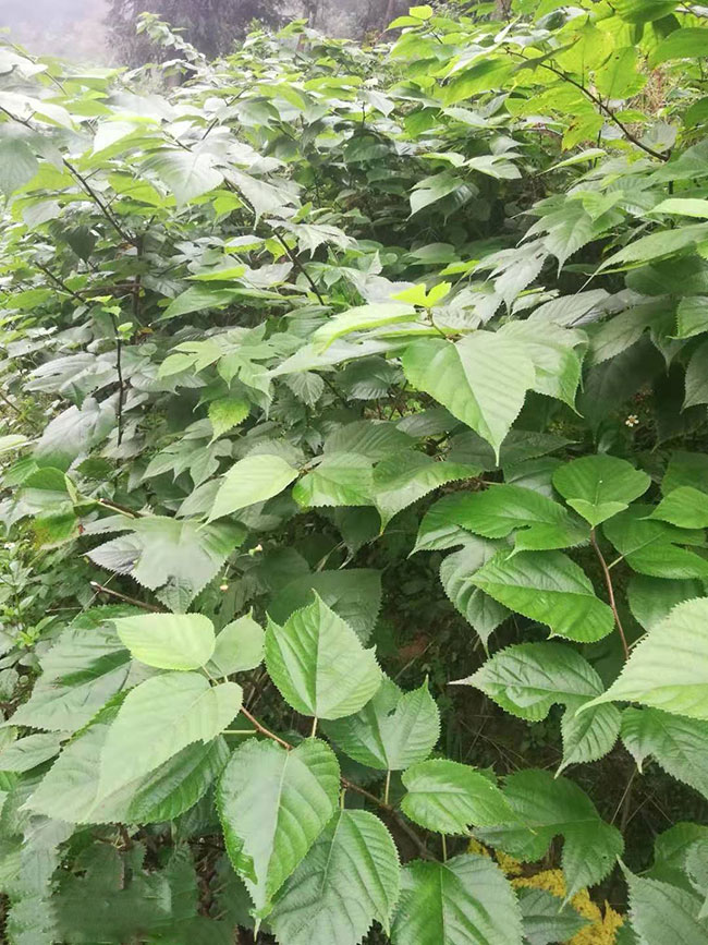 雜交構樹苗 雜交構樹苗