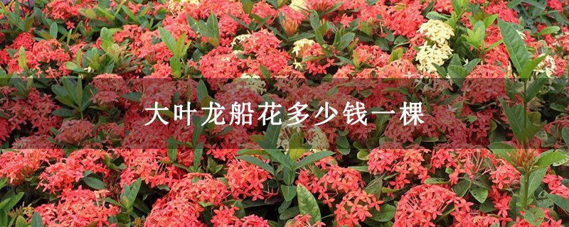 大葉龍船花多少錢一棵 大葉龍船花多少錢一棵