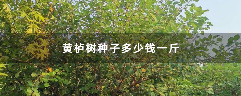 黃櫨樹苗 黃櫨樹苗