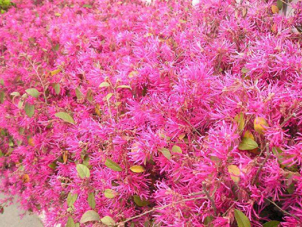 紅花檵木開花 紅花檵木開花