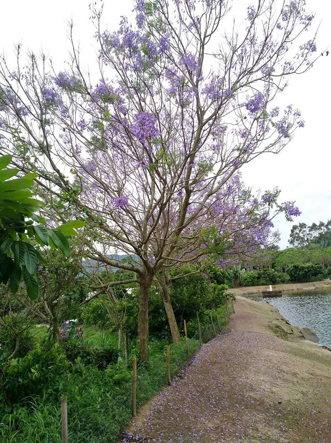 藍花楹多少錢一棵 藍花楹多少錢一棵