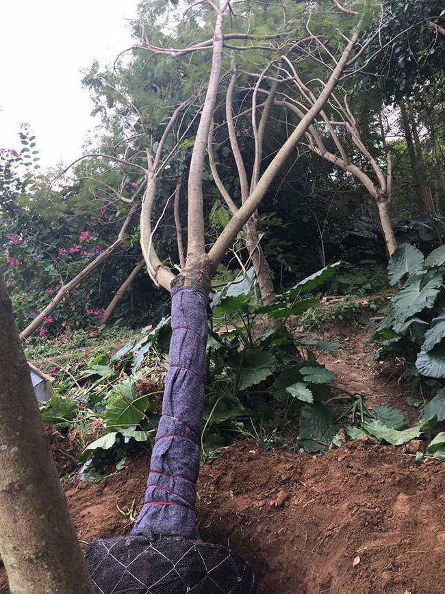 藍花楹多少錢一棵 藍花楹多少錢一棵