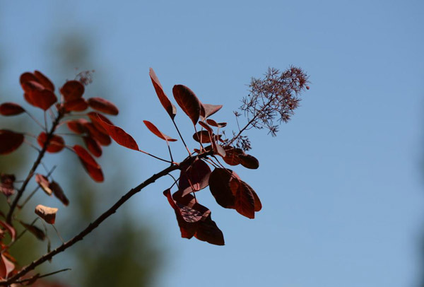 美國紫葉紅櫨 美國紫葉紅櫨