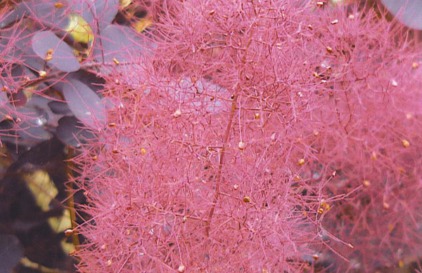 美國紫葉紅櫨 美國紫葉紅櫨