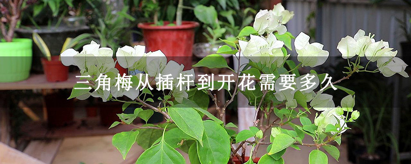 三角梅從插桿到開花需要多久 三角梅從插桿到開花需要多久