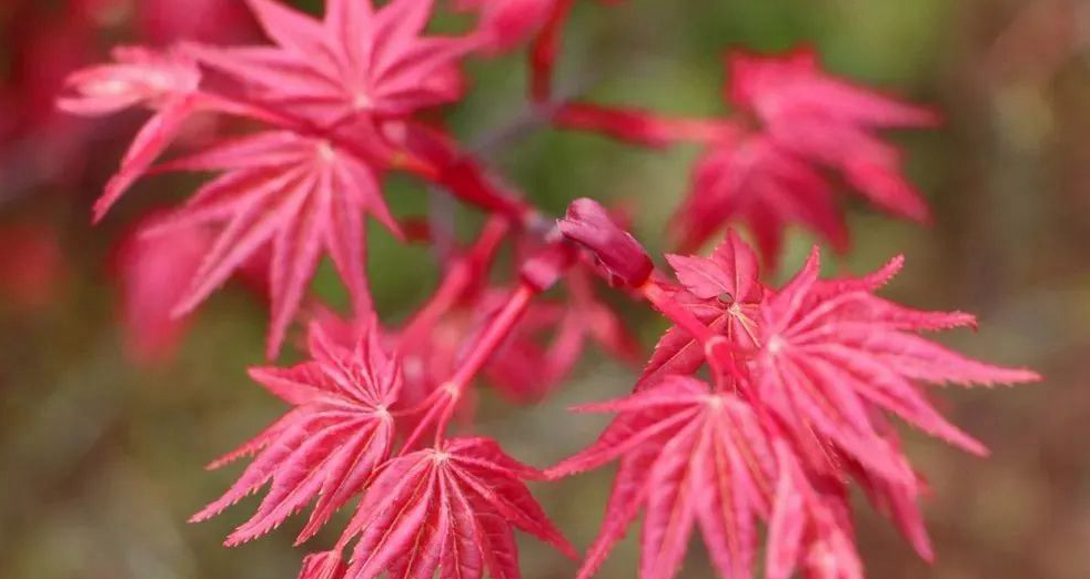 1673146530921751.jpg 紅舞姬.jpg