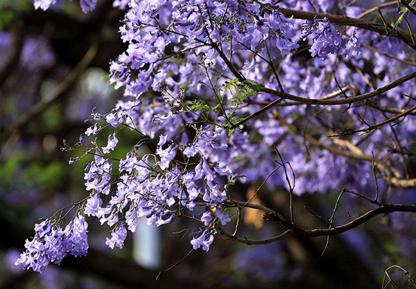 藍花楹 藍花楹