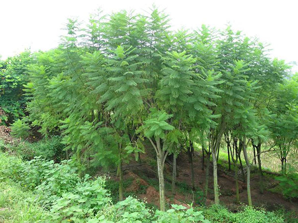 藍花楹苗木 藍花楹苗木
