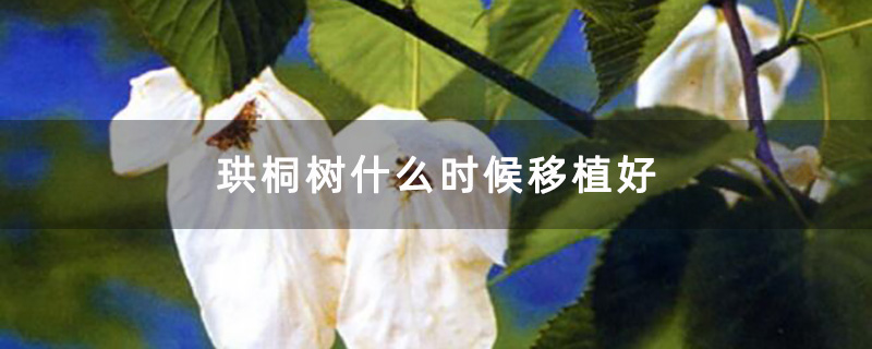 珙桐樹大樹苗 珙桐樹大樹苗