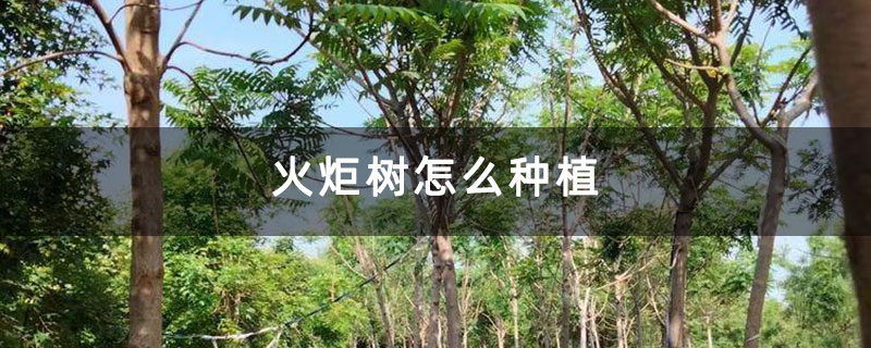 火炬樹怎么種植 火炬樹怎么種植