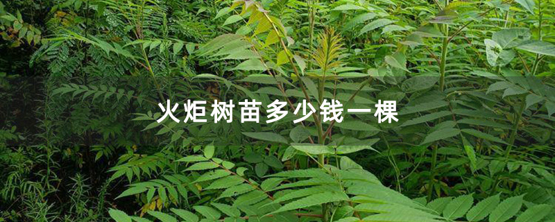 火炬樹小苗 火炬樹小苗