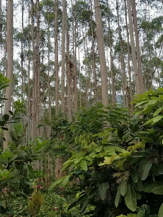 桉樹 桉樹