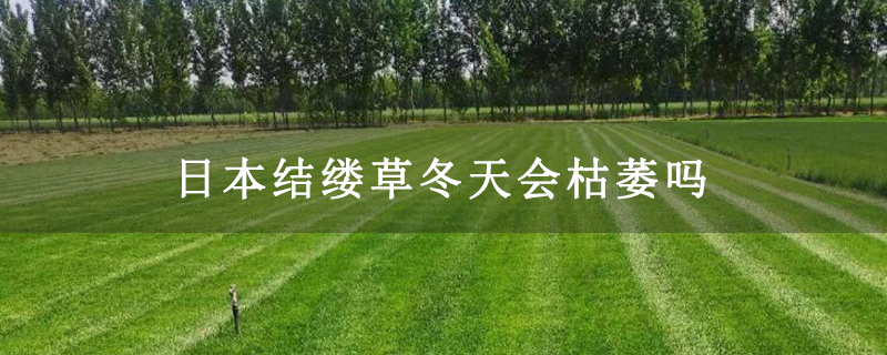 日本結縷草冬天會枯萎嗎 日本結縷草冬天會枯萎嗎