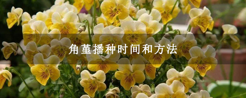 角堇播種時間和方法