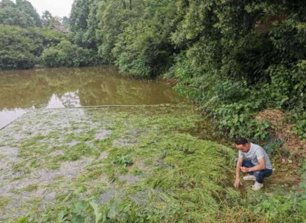 養魚牧草喂魚青草 養魚牧草喂魚青草