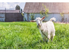 甜高梁牧草可以用來飼喂湖羊嗎