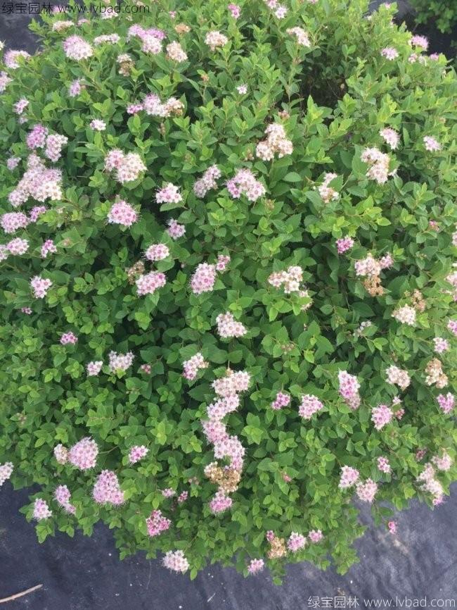繡線菊 繡線菊