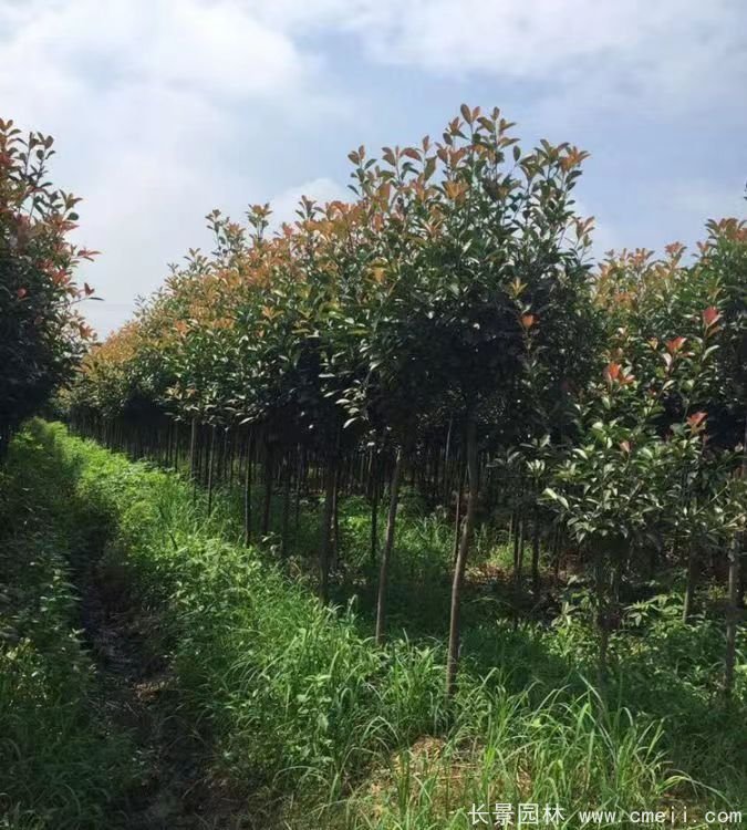 紅葉石楠樹 紅葉石楠樹