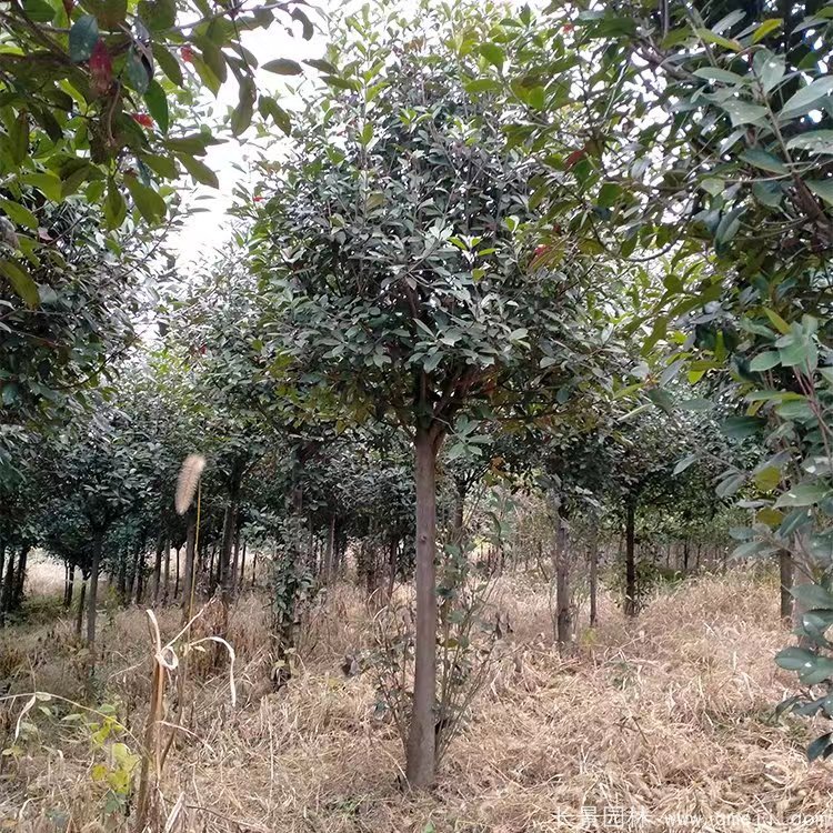 紅葉石楠樹 紅葉石楠樹
