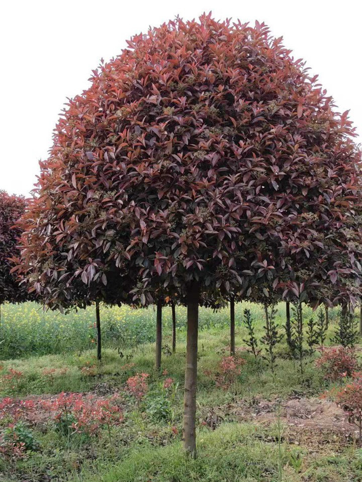 高桿紅葉石楠 高桿紅葉石楠