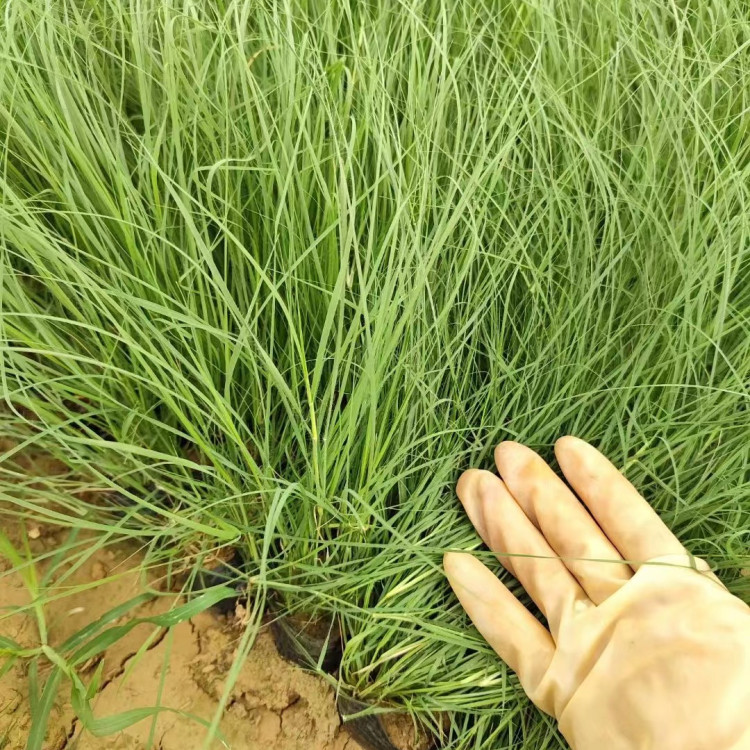 野牛草營養缽苗容器苗 野牛草營養缽苗容器苗