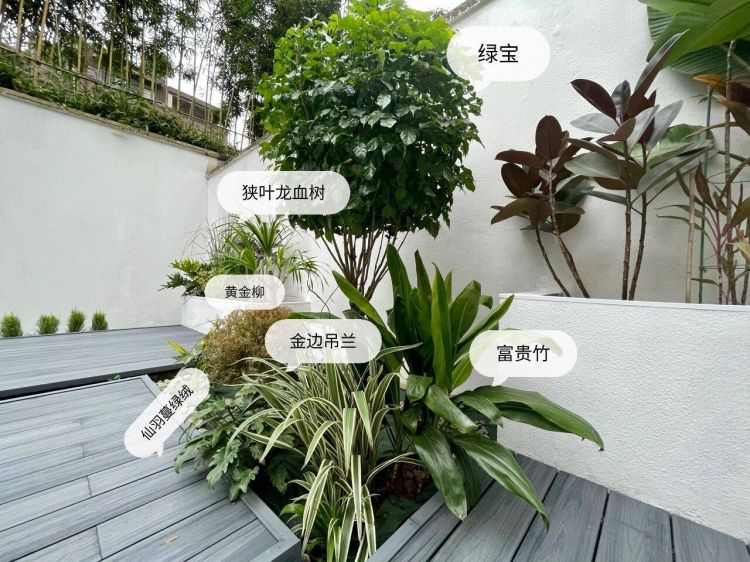 100平米現代風別墅花園植物搭配配置設計實景圖示-成都青望園林景觀設計公司-1