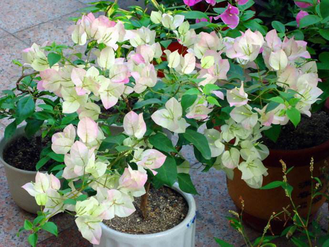 櫻花三角梅.jpg 櫻花三角梅.jpg