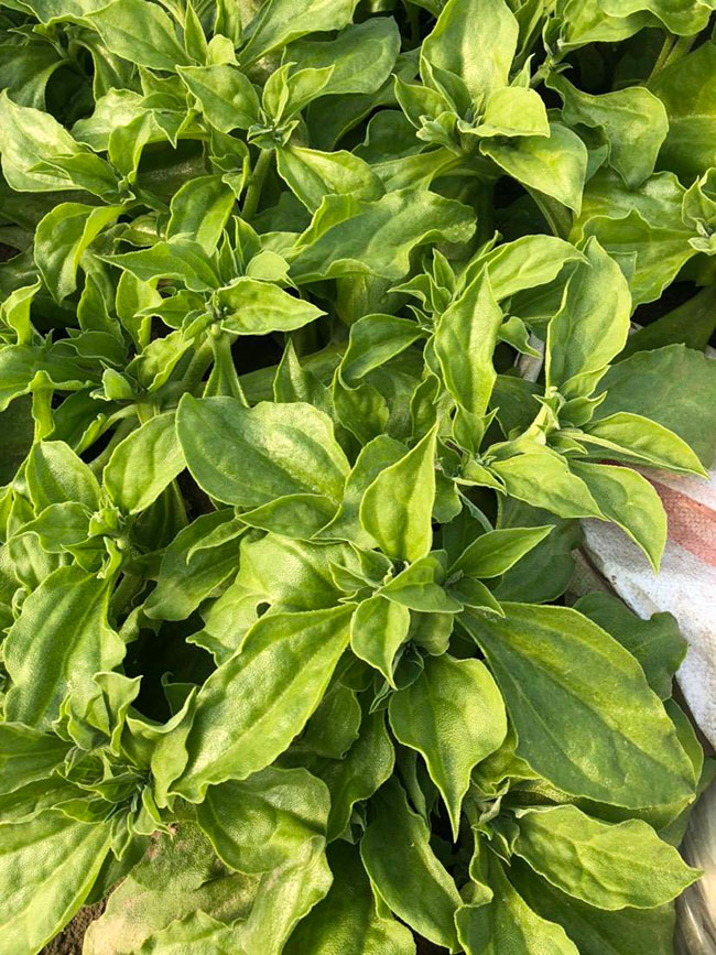 冰草又名冰菜,近幾年在市場上是極為熱銷的綠色菜品。冰草營養價值高,吃起來口感鮮美,營養價值高,市場價格很高,種植經濟效益很不錯。冰草以前我國是沒有的,它原產非洲,后來因為經濟營養價值高,引種種植,目前的發展前景很不錯。那么美,種植冰草有前景嗎?種植冰草收入怎樣?下面我們一起來看看吧! 一、種植冰草有前景嗎? 冰草是一種新的特色食材,它的表面有水滴狀的結晶,看起來表面結了一層冰,所以取名冰菜。冰草吃起來爽口、多汁,營養價值高,一公斤售價十幾元,很受市場歡迎。冰草的生長期長達6個月,一年可以種植兩茬,畝產量高達3000公斤,按照現在的行情,每公斤冰菜可以賣到10元,種植效益非常可觀。冰草不僅可以食用,還能起到美容、預防三高的作用,種植前景很不錯。 二、種植冰草收入怎樣? 冰草是一種比較爽口的蔬菜,食用方法也很多,用它配上一些芝麻醬,然后蘸著醬,非常好吃。冰草是我國產的,它是從非洲引進來的,種植的時候要提高肥水的使用效率,這樣有助于增產。冰草口感脆嫩,以做涼拌菜為主。冰草屬于高端蔬菜,多數從大連等地引進,售價高達30元每公斤。從去年春天開始,范學江經朋友介紹開始嘗試種植冰菜,經過一年的嘗試,發現種植冰草的收入很可觀,產地收購價10元每公斤,一畝地可產3000公斤,那么一畝地最低收益3萬元。 三、種植冰草的方法 1、播種 冰草種子小,浸種催芽,播種溫度控制在20℃,薄土覆蓋,播種后35—40天可出芽,培育苗高5厘米左右就可以移栽入圃了。 2、移栽 冰菜耐干旱性強,透氣好、排水良好的土壤種植效果好,移栽幼苗的時候注意溫度和光照,株距為30~40cm,控制行距,移栽后澆一次大水,緩苗大約10左右恢復長勢。 3、管理 給冰菜澆水的時候添加點食用鹽,葉面出現萎蔫的時候就可以澆水了,時間盡量清晨,溫度在10~30℃生長快,低于10℃發生凍害,夏季養護采取遮光措施。 4、采收 葉面附著的結晶成型之后就是冰菜采收的時間,一般2個月左右就可采收,生長高度在10cm左右。采收后的蔬菜需要低溫環境中保存,環境溫度過高,會導致冰草變質。 以上就是關于種植冰草有前景嗎和種植冰草收入怎樣的相關介紹,冰草產地批發報價可到中國花木網查詢,以上價格信息均是花木網商家提供的實時報價,不過因為苗木行情變化較大,所以僅供參考,采購冰草可查詢商家電話詢價。 冰草又名冰菜,近幾年在市場上是極為熱銷的綠色菜品。冰草營養價值高,吃起來口感鮮美,營養價值高,市場價格很高,種植經濟效益很不錯。冰草以前我國是沒有的,它原產非洲,后來因為經濟營養價值高,引種種植,目前的發展前景很不錯。那么美,種植冰草有前景嗎?種植冰草收入怎樣?下面我們一起來看看吧! 一、種植冰草有前景嗎? 冰草是一種新的特色食材,它的表面有水滴狀的結晶,看起來表面結了一層冰,所以取名冰菜。冰草吃起來爽口、多汁,營養價值高,一公斤售價十幾元,很受市場歡迎。冰草的生長期長達6個月,一年可以種植兩茬,畝產量高達3000公斤,按照現在的行情,每公斤冰菜可以賣到10元,種植效益非常可觀。冰草不僅可以食用,還能起到美容、預防三高的作用,種植前景很不錯。 二、種植冰草收入怎樣? 冰草是一種比較爽口的蔬菜,食用方法也很多,用它配上一些芝麻醬,然后蘸著醬,非常好吃。冰草是我國產的,它是從非洲引進來的,種植的時候要提高肥水的使用效率,這樣有助于增產。冰草口感脆嫩,以做涼拌菜為主。冰草屬于高端蔬菜,多數從大連等地引進,售價高達30元每公斤。從去年春天開始,范學江經朋友介紹開始嘗試種植冰菜,經過一年的嘗試,發現種植冰草的收入很可觀,產地收購價10元每公斤,一畝地可產3000公斤,那么一畝地最低收益3萬元。 三、種植冰草的方法 1、播種 冰草種子小,浸種催芽,播種溫度控制在20℃,薄土覆蓋,播種后35—40天可出芽,培育苗高5厘米左右就可以移栽入圃了。 2、移栽 冰菜耐干旱性強,透氣好、排水良好的土壤種植效果好,移栽幼苗的時候注意溫度和光照,株距為30~40cm,控制行距,移栽后澆一次大水,緩苗大約10左右恢復長勢。 3、管理 給冰菜澆水的時候添加點食用鹽,葉面出現萎蔫的時候就可以澆水了,時間盡量清晨,溫度在10~30℃生長快,低于10℃發生凍害,夏季養護采取遮光措施。 4、采收 葉面附著的結晶成型之后就是冰菜采收的時間,一般2個月左右就可采收,生長高度在10cm左右。采收后的蔬菜需要低溫環境中保存,環境溫度過高,會導致冰草變質。 以上就是關于種植冰草有前景嗎和種植冰草收入怎樣的相關介紹,冰草產地批發報價可到中國花木網查詢,以上價格信息均是花木網商家提供的實時報價,不過因為苗木行情變化較大,所以僅供參考,采購冰草可查詢商家電話詢價。