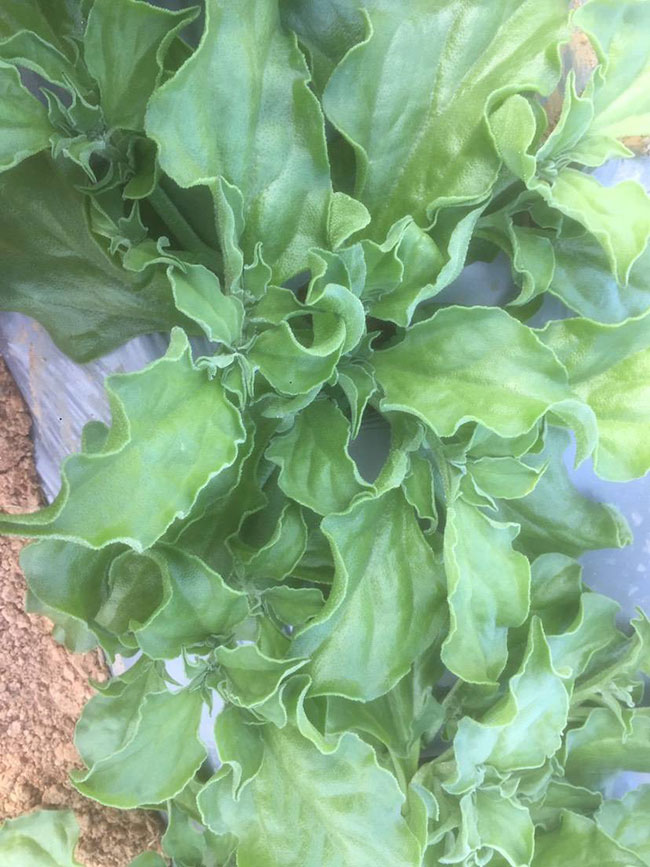 冰草又名冰菜,近幾年在市場上是極為熱銷的綠色菜品。冰草營養價值高,吃起來口感鮮美,營養價值高,市場價格很高,種植經濟效益很不錯。冰草以前我國是沒有的,它原產非洲,后來因為經濟營養價值高,引種種植,目前的發展前景很不錯。那么美,種植冰草有前景嗎?種植冰草收入怎樣?下面我們一起來看看吧! 一、種植冰草有前景嗎? 冰草是一種新的特色食材,它的表面有水滴狀的結晶,看起來表面結了一層冰,所以取名冰菜。冰草吃起來爽口、多汁,營養價值高,一公斤售價十幾元,很受市場歡迎。冰草的生長期長達6個月,一年可以種植兩茬,畝產量高達3000公斤,按照現在的行情,每公斤冰菜可以賣到10元,種植效益非常可觀。冰草不僅可以食用,還能起到美容、預防三高的作用,種植前景很不錯。 二、種植冰草收入怎樣? 冰草是一種比較爽口的蔬菜,食用方法也很多,用它配上一些芝麻醬,然后蘸著醬,非常好吃。冰草是我國產的,它是從非洲引進來的,種植的時候要提高肥水的使用效率,這樣有助于增產。冰草口感脆嫩,以做涼拌菜為主。冰草屬于高端蔬菜,多數從大連等地引進,售價高達30元每公斤。從去年春天開始,范學江經朋友介紹開始嘗試種植冰菜,經過一年的嘗試,發現種植冰草的收入很可觀,產地收購價10元每公斤,一畝地可產3000公斤,那么一畝地最低收益3萬元。 三、種植冰草的方法 1、播種 冰草種子小,浸種催芽,播種溫度控制在20℃,薄土覆蓋,播種后35—40天可出芽,培育苗高5厘米左右就可以移栽入圃了。 2、移栽 冰菜耐干旱性強,透氣好、排水良好的土壤種植效果好,移栽幼苗的時候注意溫度和光照,株距為30~40cm,控制行距,移栽后澆一次大水,緩苗大約10左右恢復長勢。 3、管理 給冰菜澆水的時候添加點食用鹽,葉面出現萎蔫的時候就可以澆水了,時間盡量清晨,溫度在10~30℃生長快,低于10℃發生凍害,夏季養護采取遮光措施。 4、采收 葉面附著的結晶成型之后就是冰菜采收的時間,一般2個月左右就可采收,生長高度在10cm左右。采收后的蔬菜需要低溫環境中保存,環境溫度過高,會導致冰草變質。 以上就是關于種植冰草有前景嗎和種植冰草收入怎樣的相關介紹,冰草產地批發報價可到中國花木網查詢,以上價格信息均是花木網商家提供的實時報價,不過因為苗木行情變化較大,所以僅供參考,采購冰草可查詢商家電話詢價。 冰草又名冰菜,近幾年在市場上是極為熱銷的綠色菜品。冰草營養價值高,吃起來口感鮮美,營養價值高,市場價格很高,種植經濟效益很不錯。冰草以前我國是沒有的,它原產非洲,后來因為經濟營養價值高,引種種植,目前的發展前景很不錯。那么美,種植冰草有前景嗎?種植冰草收入怎樣?下面我們一起來看看吧! 一、種植冰草有前景嗎? 冰草是一種新的特色食材,它的表面有水滴狀的結晶,看起來表面結了一層冰,所以取名冰菜。冰草吃起來爽口、多汁,營養價值高,一公斤售價十幾元,很受市場歡迎。冰草的生長期長達6個月,一年可以種植兩茬,畝產量高達3000公斤,按照現在的行情,每公斤冰菜可以賣到10元,種植效益非常可觀。冰草不僅可以食用,還能起到美容、預防三高的作用,種植前景很不錯。 二、種植冰草收入怎樣? 冰草是一種比較爽口的蔬菜,食用方法也很多,用它配上一些芝麻醬,然后蘸著醬,非常好吃。冰草是我國產的,它是從非洲引進來的,種植的時候要提高肥水的使用效率,這樣有助于增產。冰草口感脆嫩,以做涼拌菜為主。冰草屬于高端蔬菜,多數從大連等地引進,售價高達30元每公斤。從去年春天開始,范學江經朋友介紹開始嘗試種植冰菜,經過一年的嘗試,發現種植冰草的收入很可觀,產地收購價10元每公斤,一畝地可產3000公斤,那么一畝地最低收益3萬元。 三、種植冰草的方法 1、播種 冰草種子小,浸種催芽,播種溫度控制在20℃,薄土覆蓋,播種后35—40天可出芽,培育苗高5厘米左右就可以移栽入圃了。 2、移栽 冰菜耐干旱性強,透氣好、排水良好的土壤種植效果好,移栽幼苗的時候注意溫度和光照,株距為30~40cm,控制行距,移栽后澆一次大水,緩苗大約10左右恢復長勢。 3、管理 給冰菜澆水的時候添加點食用鹽,葉面出現萎蔫的時候就可以澆水了,時間盡量清晨,溫度在10~30℃生長快,低于10℃發生凍害,夏季養護采取遮光措施。 4、采收 葉面附著的結晶成型之后就是冰菜采收的時間,一般2個月左右就可采收,生長高度在10cm左右。采收后的蔬菜需要低溫環境中保存,環境溫度過高,會導致冰草變質。 以上就是關于種植冰草有前景嗎和種植冰草收入怎樣的相關介紹,冰草產地批發報價可到中國花木網查詢,以上價格信息均是花木網商家提供的實時報價,不過因為苗木行情變化較大,所以僅供參考,采購冰草可查詢商家電話詢價。