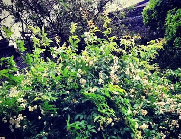 荼蘼花 荼蘼花