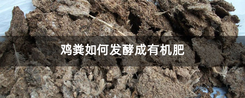 雞糞如何發酵成有機肥 雞糞如何發酵成有機肥