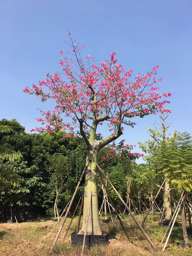木棉價格 木棉價格
