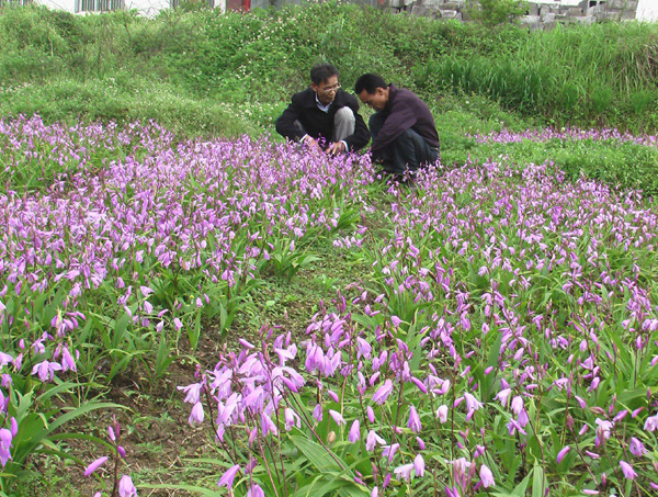 白芨種植基地 白芨種植基地