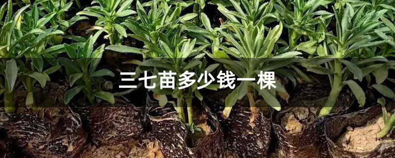 三七苗多少錢一棵 三七苗多少錢一棵