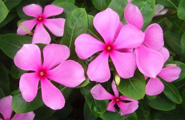 長春花的花語是什么?長春花的寓意和象征 長春花的花語是什么?長春花的寓意和象征