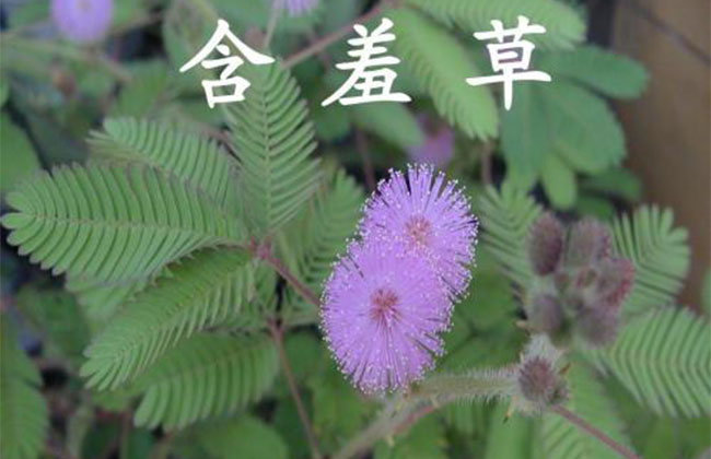 含羞草的花語是什么?含羞草的寓意和象征 含羞草的花語是什么?含羞草的寓意和象征