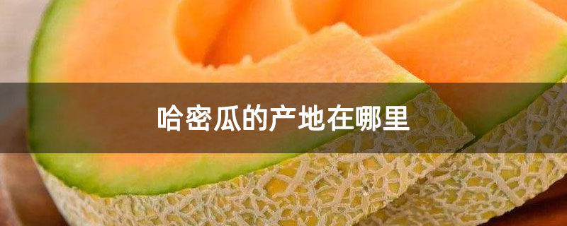 哈密瓜的產地在哪里 哈密瓜的產地在哪里