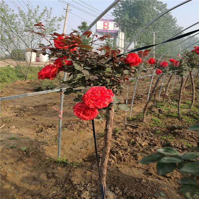 月季花的品種都有哪些?月季品種介紹大全 月季花的品種都有哪些?月季品種介紹大全